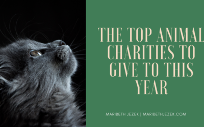 The Top Animal Charities to Give To This Year