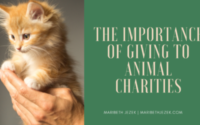The Importance of Giving To Animal Charities